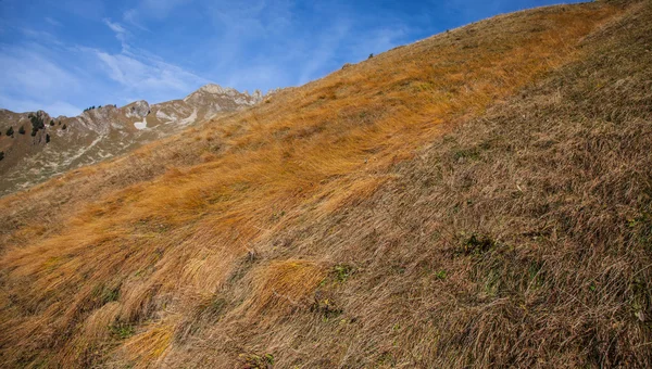 Hierba alpina Resumen —  Fotos de Stock