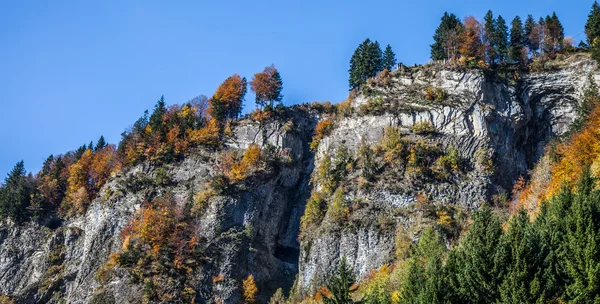 Bosque de otoño — Foto de Stock