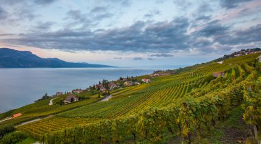 Lavaux, İsviçre - bağ Teras