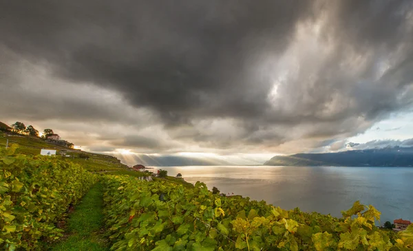 Lavaux, Švýcarsko - Viniční terasy — Stock fotografie