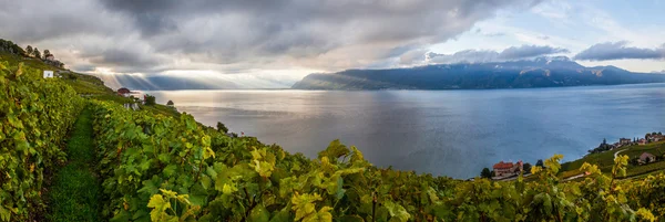 Регіоні Lavaux (Швейцарія)-терас виноградник — стокове фото