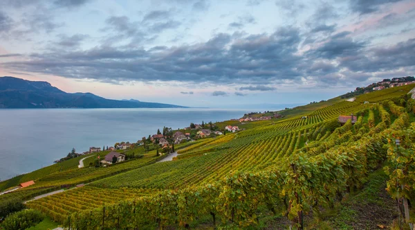 Lavaux, Sveitsi - Viinitarhaterassit — kuvapankkivalokuva