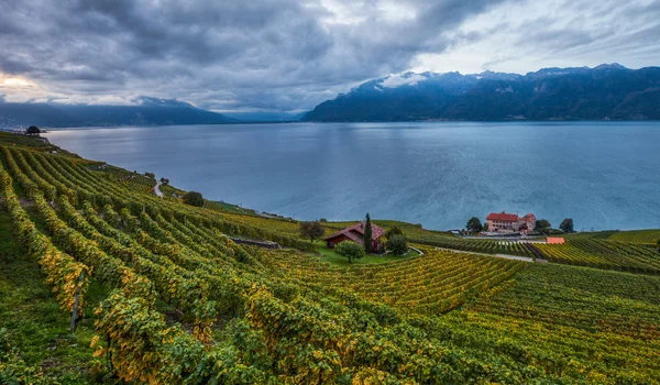 Lavaux, Suiza - Terrazas de viñedos — Foto de Stock