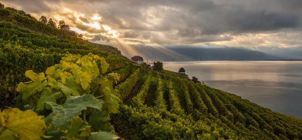 Лаво, Швейцария - Виноградные террасы — стоковое фото