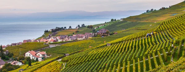 Lavaux, Švýcarsko - Viniční terasy — Stock fotografie