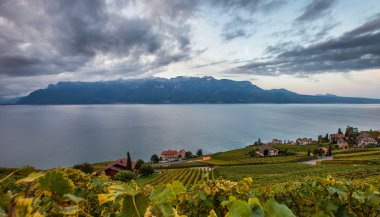 Lavaux, İsviçre - bağ Teras