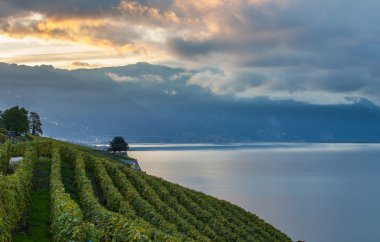 Lavaux, İsviçre - bağ Teras
