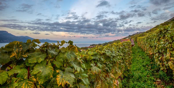 Lavaux, Suiza - Terrazas de viñedos —  Fotos de Stock