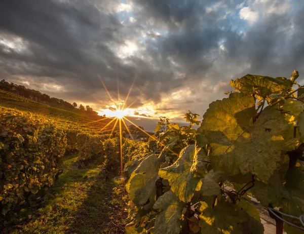 Lavaux, Szwajcaria - Winnica tarasy — Zdjęcie stockowe