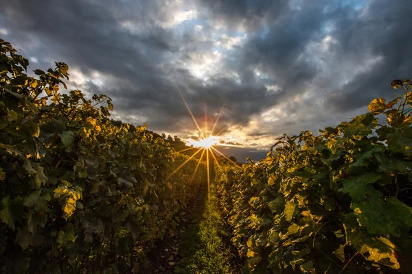 Lavaux, Švýcarsko - Viniční terasy — Stock fotografie