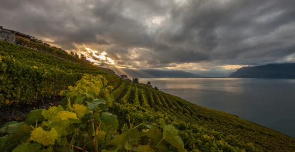 Лаво, Швейцария - Виноградные террасы — стоковое фото