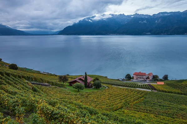 Lavaux, Ελβετία - Πεζούλια αμπελώνων — Φωτογραφία Αρχείου