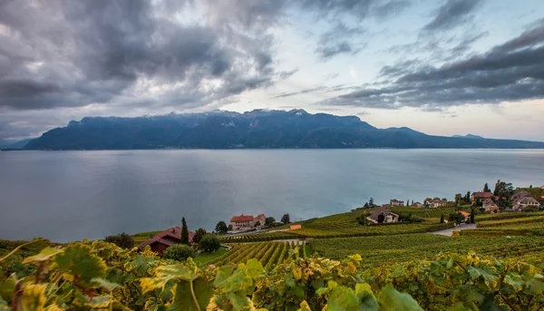 Lavaux, Szwajcaria - Winnica tarasy — Zdjęcie stockowe