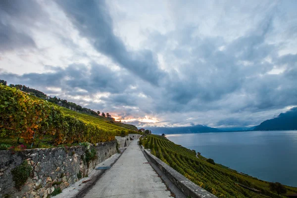 Lavaux, Suiza - Terrazas de viñedos — Foto de Stock