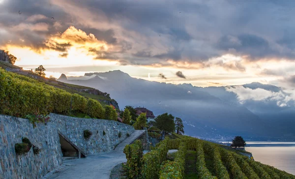 Lavaux, Švýcarsko - Viniční terasy — Stock fotografie