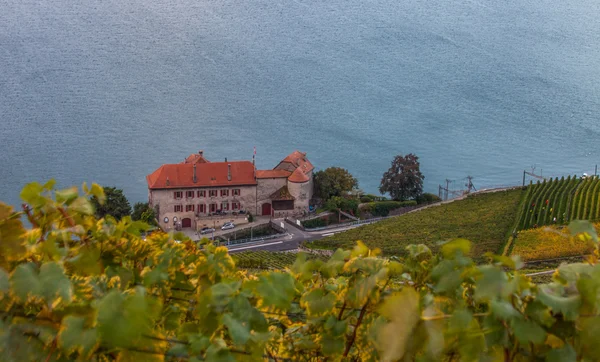Lavaux, Suisse - Terrasses du vignoble — Photo