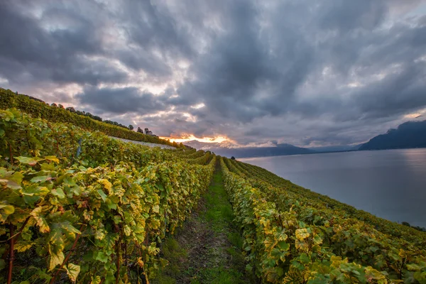 Lavaux, Szwajcaria - Winnica tarasy — Zdjęcie stockowe