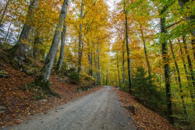 orman yolu