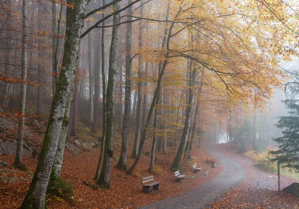 Floresta de outono — Fotografia de Stock