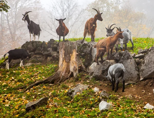 Cabras de montaña — Foto de Stock