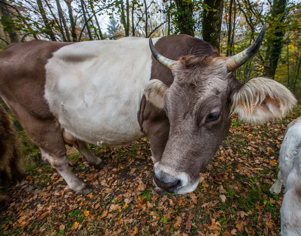 Vaca alpina — Foto de Stock