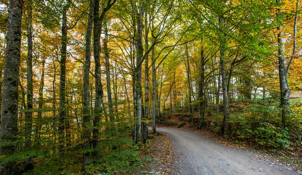 Strada forestale — Foto Stock