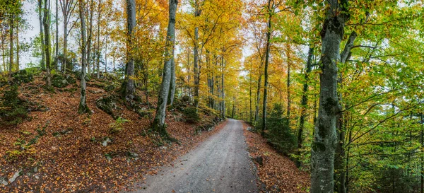 Strada forestale — Foto Stock