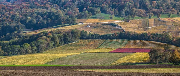 Швейцарский виноградник — стоковое фото