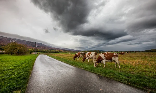Stáda krav a bouřkové mraky — Stock fotografie
