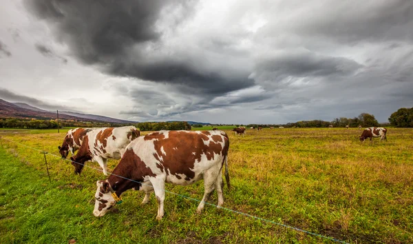 Stáda krav a bouřkové mraky — Stock fotografie