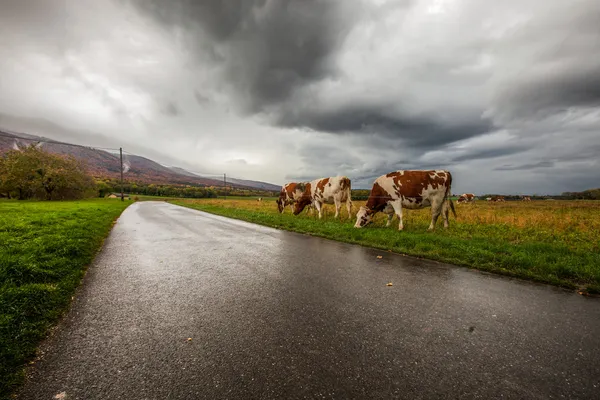 Stáda krav a bouřkové mraky — Stock fotografie