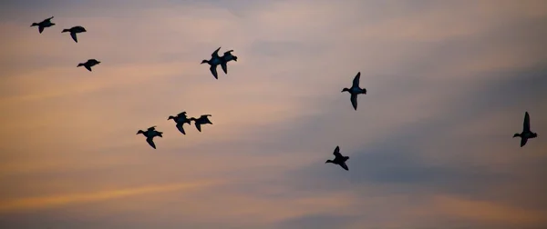 Birds flying in the sky — Stock Photo, Image