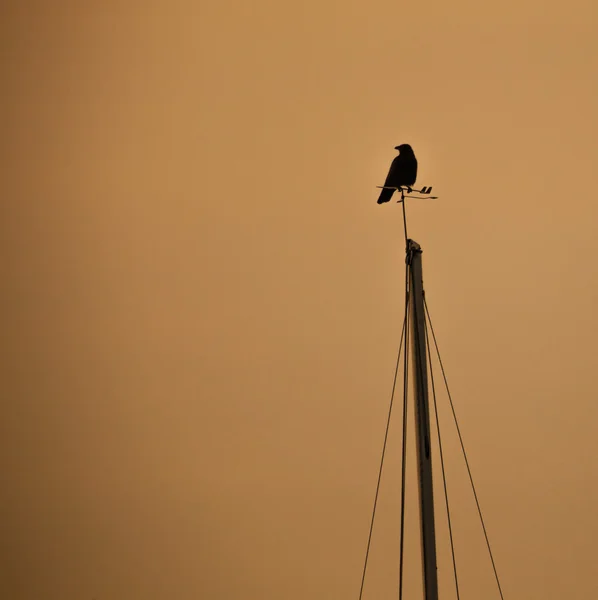 Bird on the mast — Stock Photo, Image