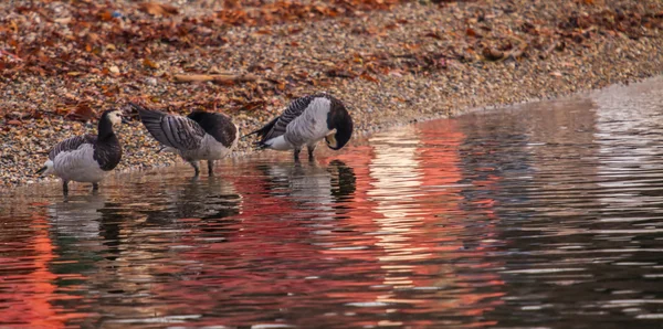 Canards sur le rivage — Photo