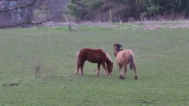 Caballos en un campo — Vídeo de stock