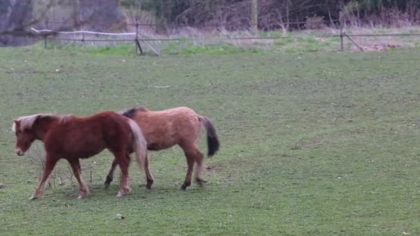Koně na poli — Stock video