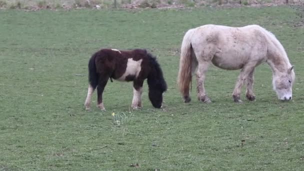 Pâturage des chevaux — Video