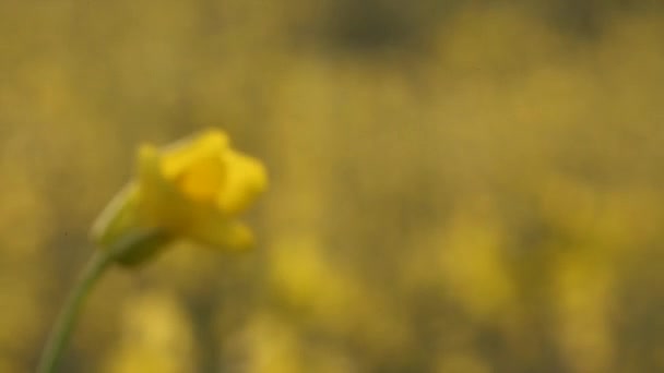 Рапсовые цветы — стоковое видео