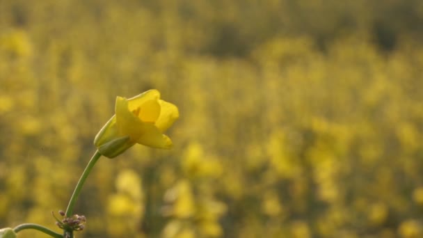 Flores de colza — Vídeo de stock