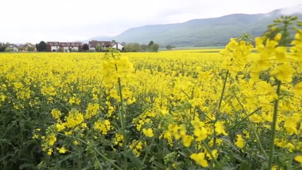 Campo de colza — Vídeo de stock