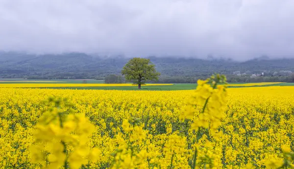 Rapeseed Field — Stock Photo, Image