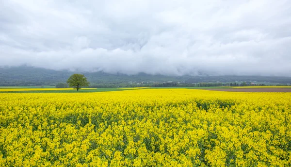 Raps fält — Stockfoto