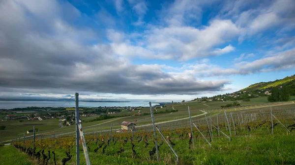 Виноградник и облака — стоковое фото