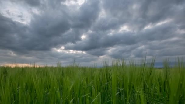 Campo de trigo y nubes — Vídeo de stock