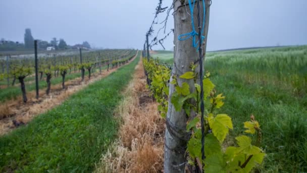 Swiss vineyard timelapse — Stock Video