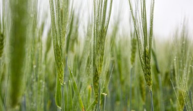 çiğ olarak genç buğday
