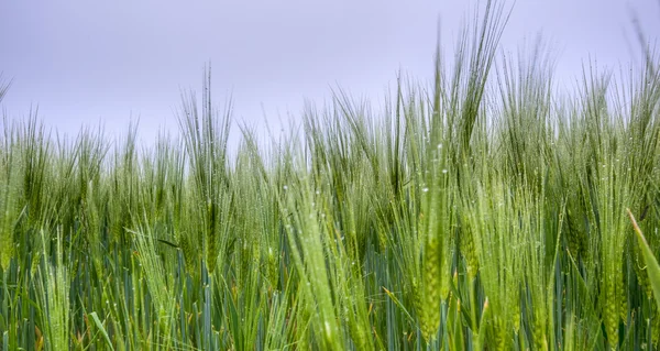 Morgentau auf jungem Weizen — Stockfoto