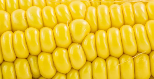 Sementes de milho — Fotografia de Stock