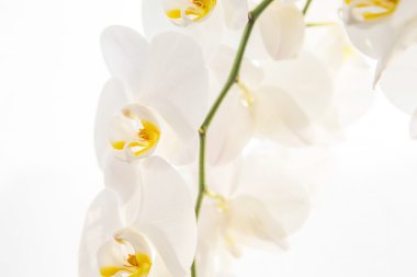 Beyaz Orkide
