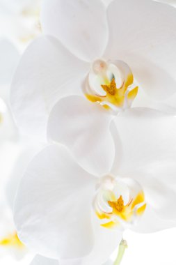 Beyaz Orkide
